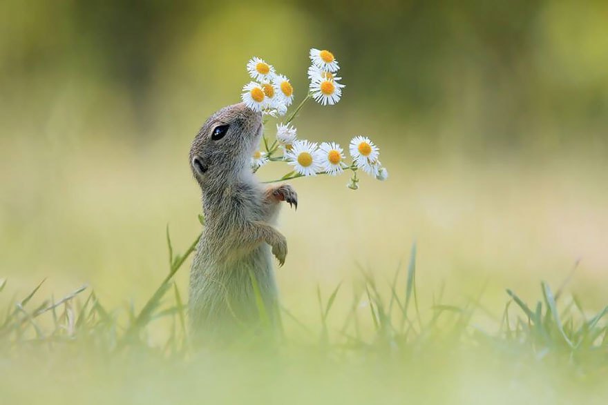 Animais-cheirando-flores-14