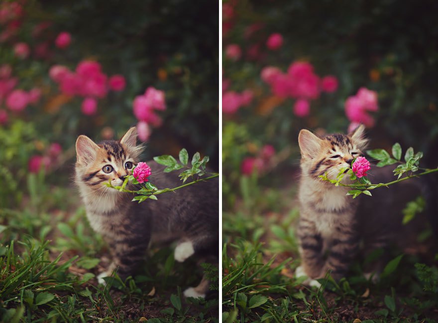 Animais-cheirando-flores-2