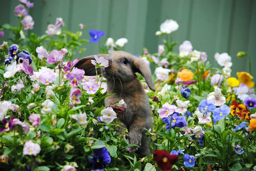 Animais-cheirando-flores-5