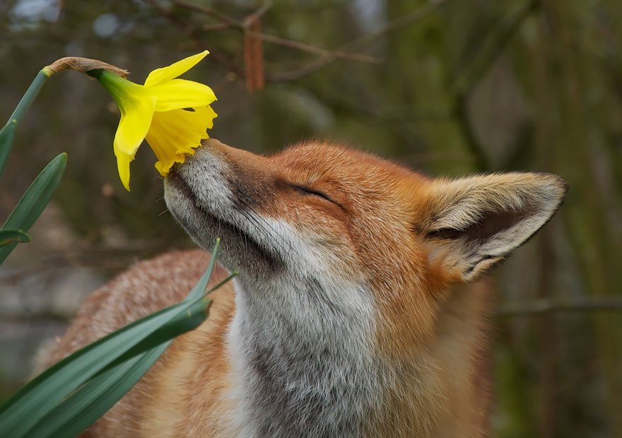 animais cheirando flores