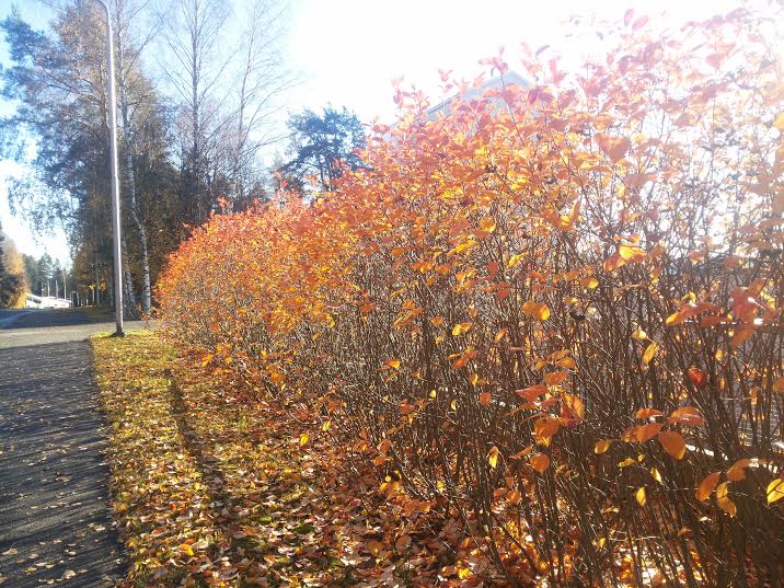 Folhas de outono: amarelas, avermelhadas e caindo, em Valkeskoski