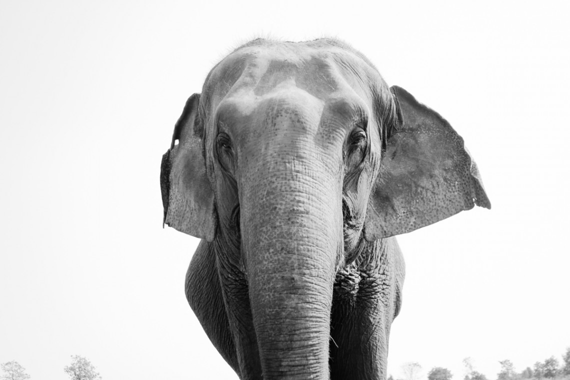 Lua-cheia-santuario-de-elefantes-de-Surin-tailandia