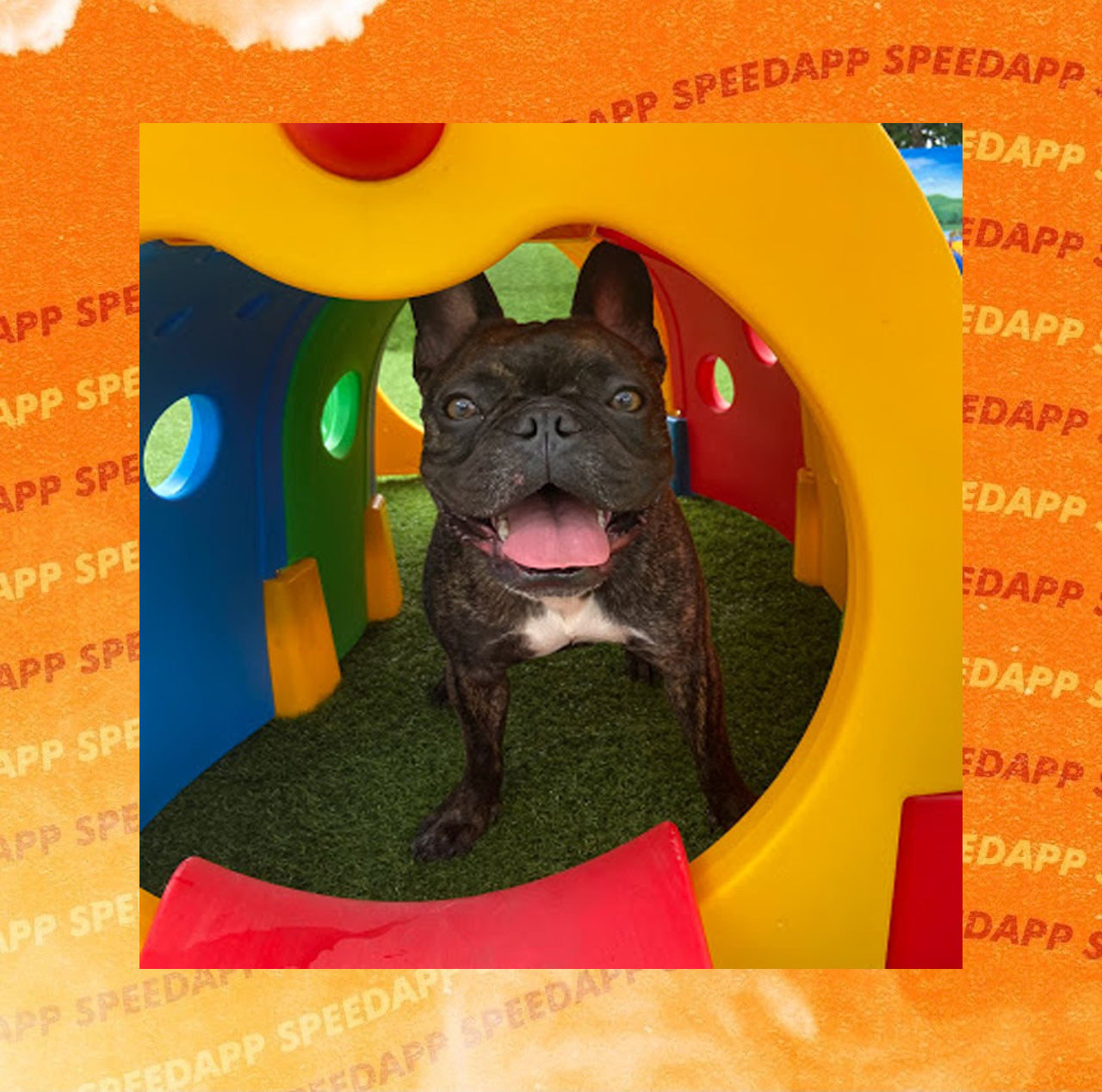 Conheça o Barney, o bulldog que faz parte do time SpeedApp