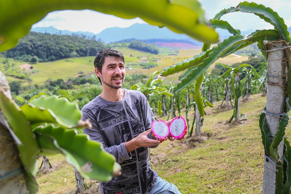 Longin Janzen é um dos dez produtores de pitaya de Massaranduba | Foto: Eduardo Montecino