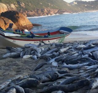 Federação dos Pescadores de Santa Catarina diz que a quantidade de tainhas pescada até o momento é insignificante
Foto Ewaldo Willerding 

