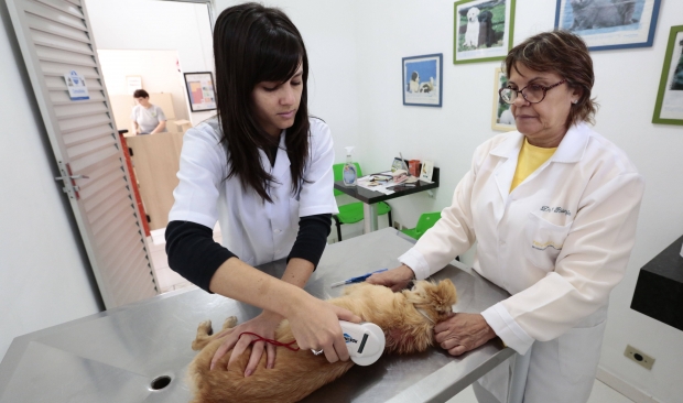 Atualmente, a Secretaria de Agricultura e Meio Ambiente mantém um programa de castração de animais, que prevê seis mil intervenções por ano, apenas para população de baixa renda e ONGs | Foto Arquivo/Secom/Prefeitura de Joinville