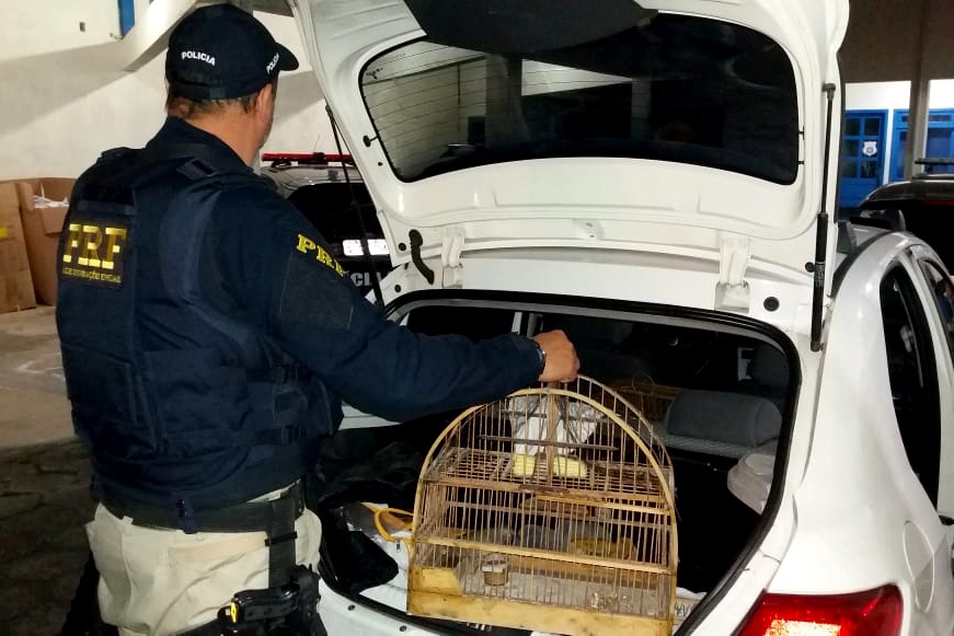 Os animais estavam no porta-malas de um Gol, com placas de Florianópolis | Foto Divulgação/PRF