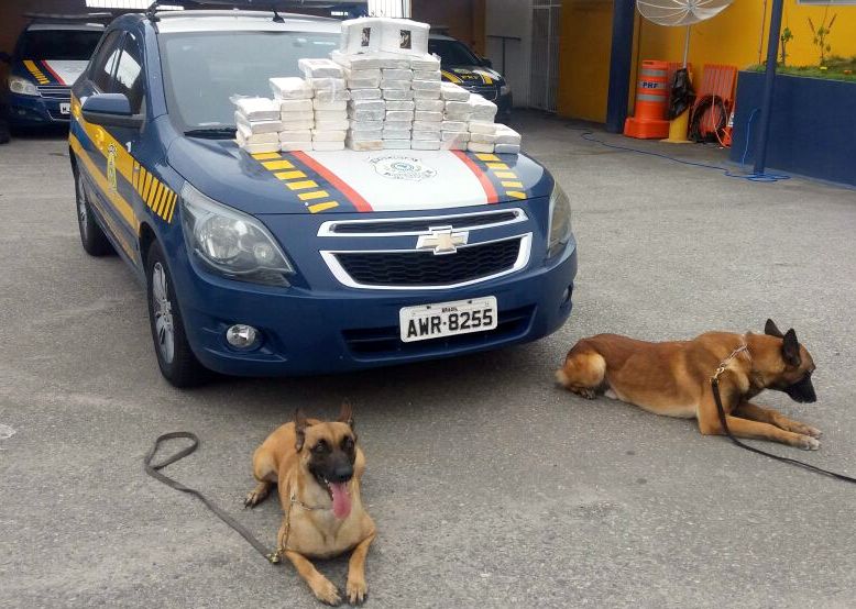 Cães farejadores Yankee e Atena ajudaram no flagrante da droga | Foto/Divulgação/PRF