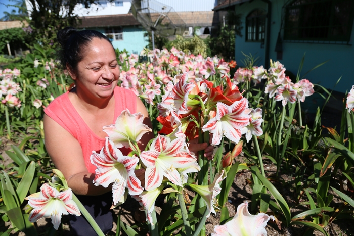 O jardim de Ana chama atenção de quem passa em frente à casa dela | Foto Eduardo Montecino/OCP News