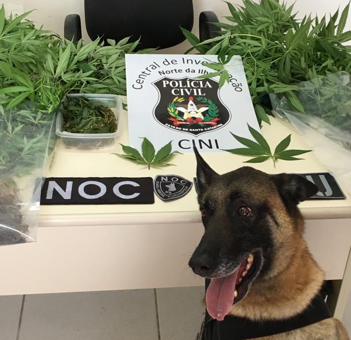 Cão farejador da Guarda Municipal ajudou a localizar a plantação | Foto Divulgação