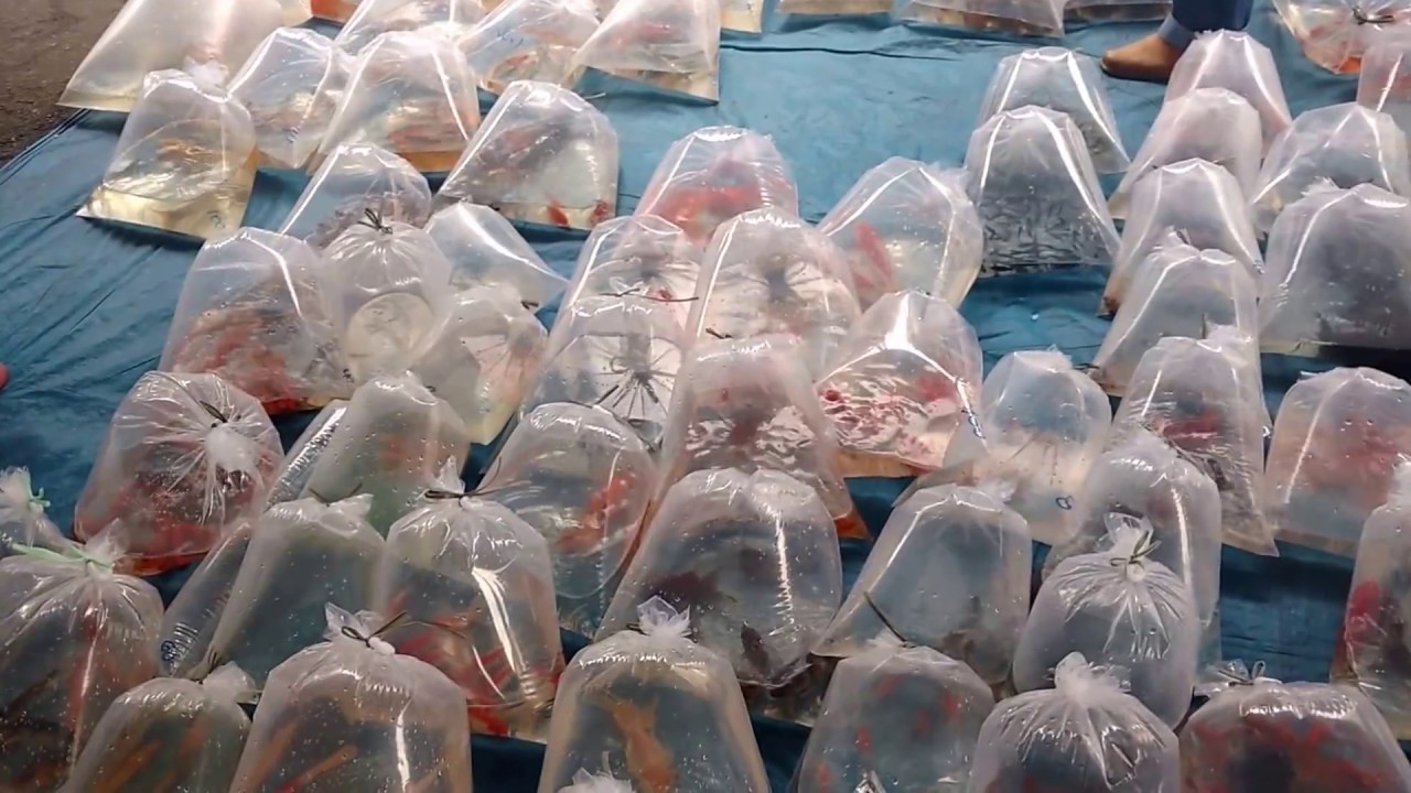 Distribuição de animais em feiras agora é crime em Joinville | Fotos Redes Sociais