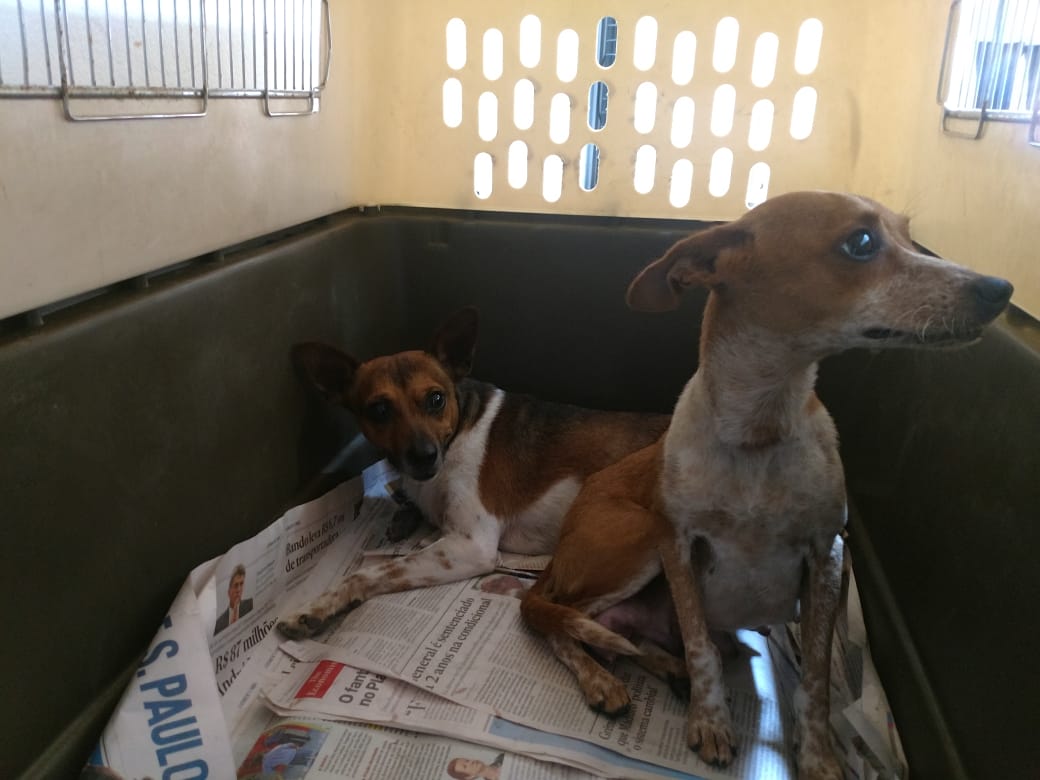 Duas cadelas viviam acorrentadas no porão de uma casa, em local totalmente insalubre, além de sete filhotes | Foto PMF/Divulgação