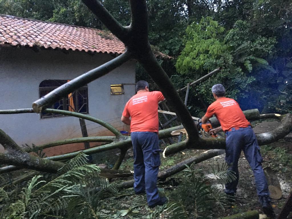 Bombeiros foram acionados para cortar árvore que caiu em pátio de residência | Foto Divulgação Defesa Civil