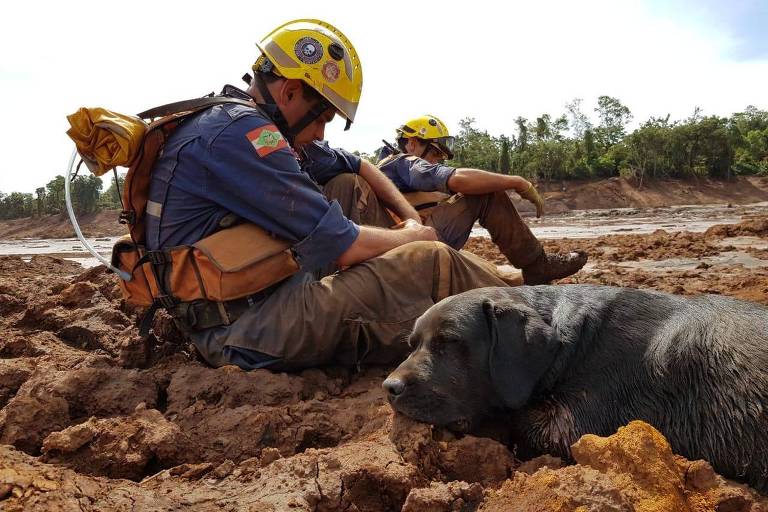 Cães farejadores treinados pelo Corpo de Bombeiros Militar de Santa Catarina atuam em resgate de corpos e vítimas em Brumadinho (MG) | Foto Corpo de Bombeiros/Divulgação