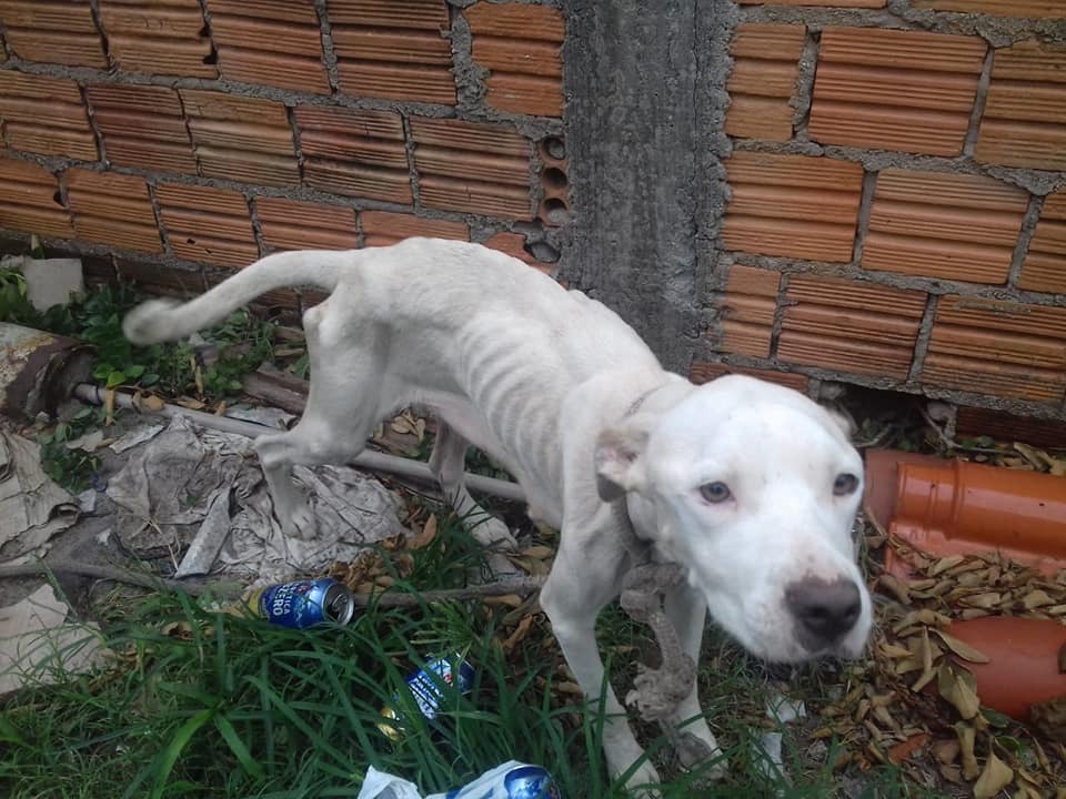 Cadela vivia acorrentada e corria risco de morte, devido à falta de alimentação | Foto PMF/Divulgação