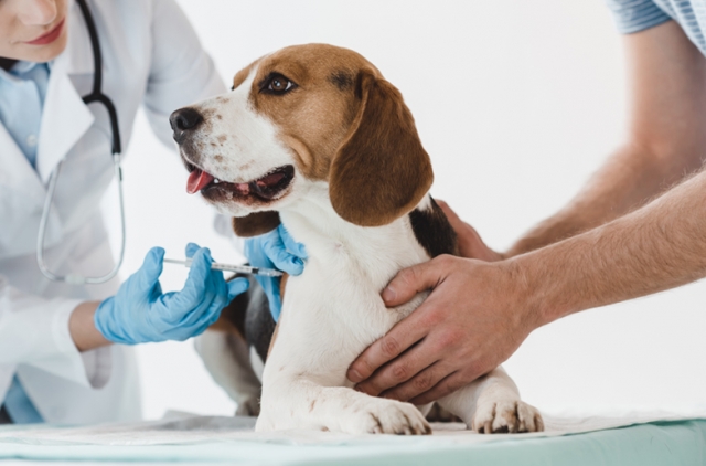Vacinar os cães e gatos é uma das principais medidas que a comunidade deve tomar | Foto Reprodução Prefeitura de Araquari
