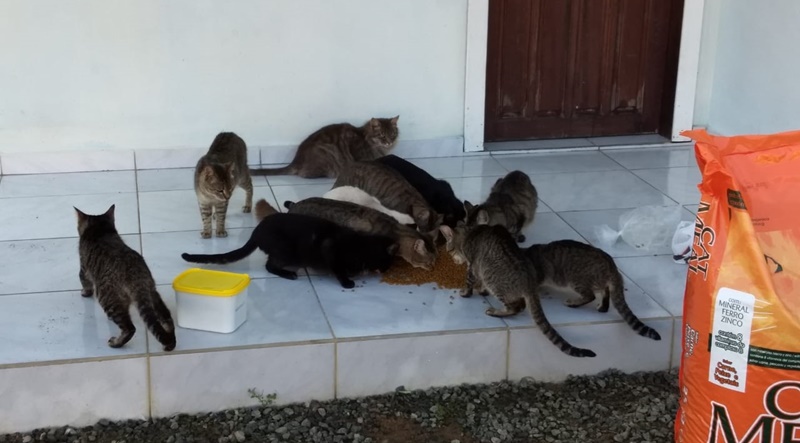 18 animais ainda se encontram na casa, sendo mantidos pelo grupo de proteção com a ajuda de vizinhos | Foto Divulgação/Bigodes & Ronrons