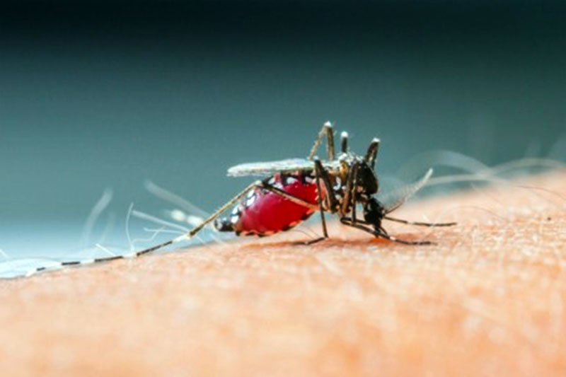 Mosquito Anopheles é o responsável pela transmissão da malária | Foto: smuay/Shutterstock.com