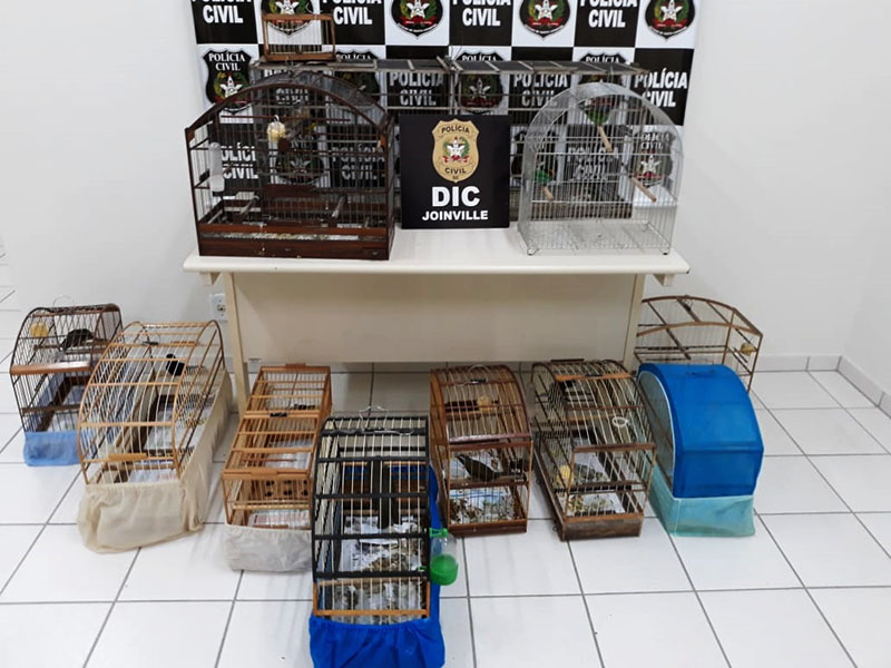 As aves foram levadas para o Zoobotânico de Joinville | Foto: Polícia Civil/Divulgação