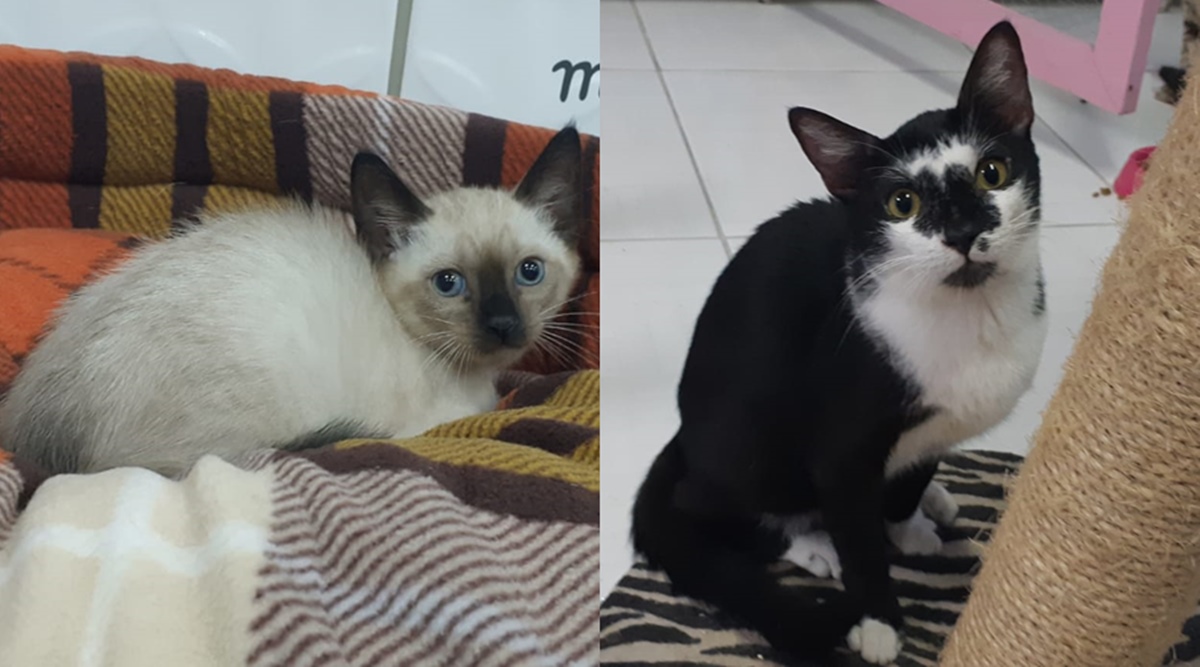 Gato filhote e gato adulto para adoção