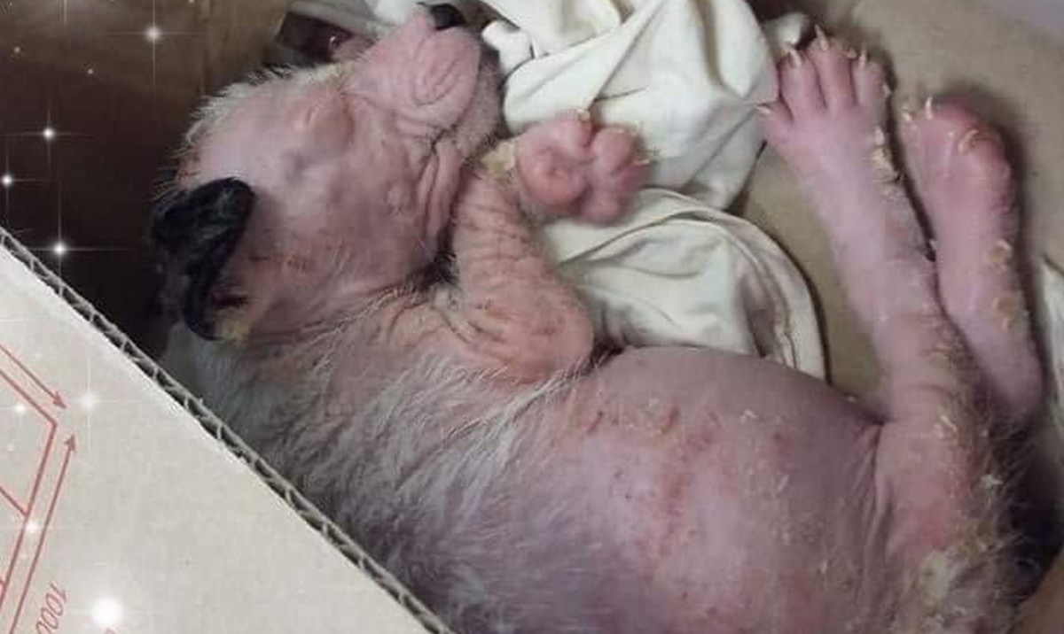 Bonifácio dorme na caixa de papelão enquanto é transportado "clandestinamente" à clínica veterinária | Foto Arquivo Pessoal