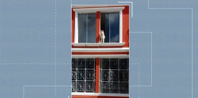 Cão espera pelo dono assassinado em Florianópolis | Foto Reprodução/NSC TV