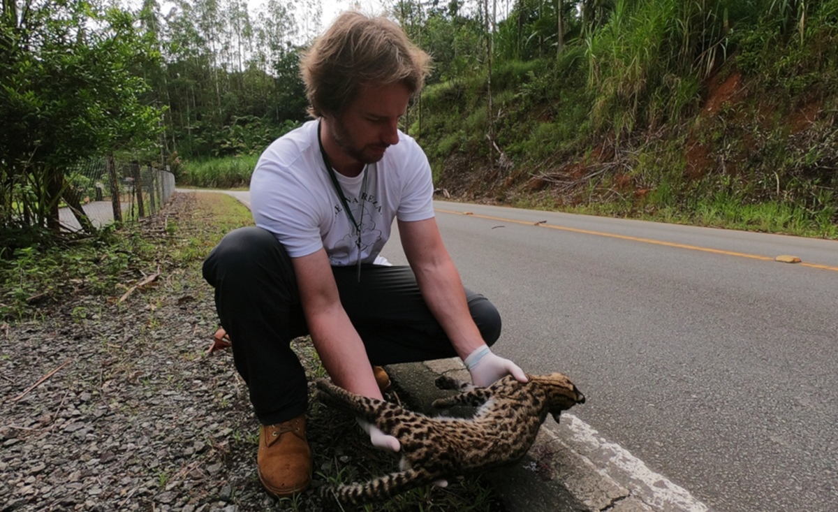 Biólogo remove gato do mato morto atropelado na via