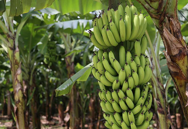 Massaranduba e Guaramirim lideram produção de arroz e Corupá lidera produção de banana em SC