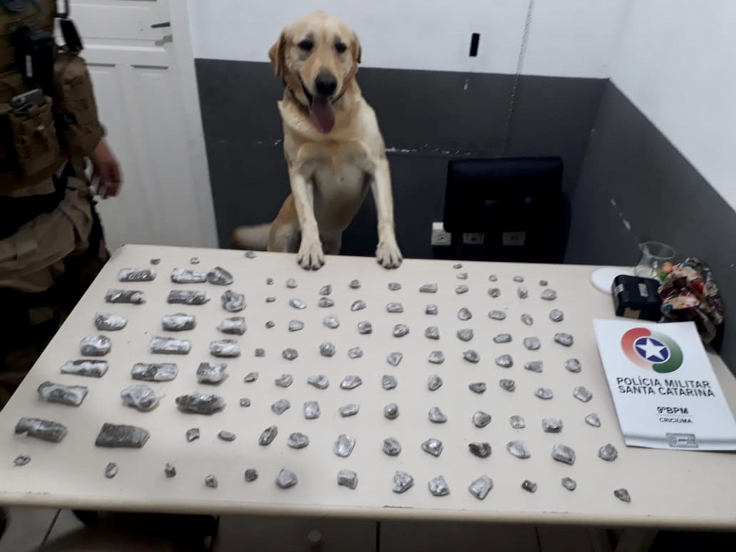 Cão Marley, da PM de Criciúma, localiza quase um quilo de maconha