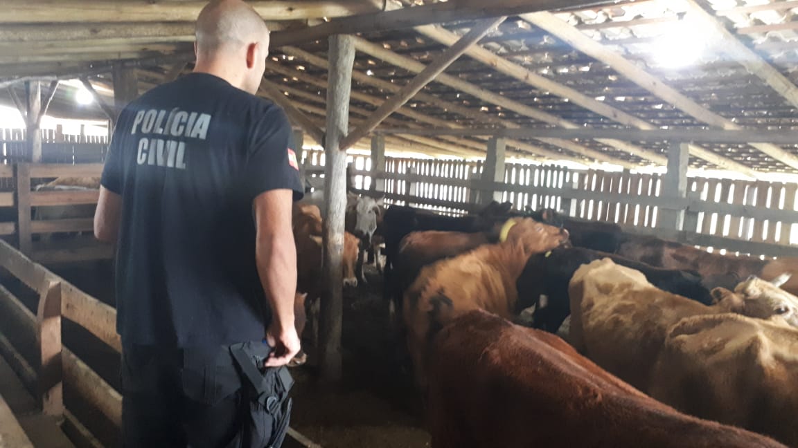 Operação “Farra do Boi" recupera 66 cabeças de gado na região