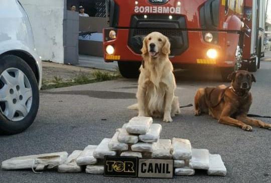 Droga foi localizada com apoio dos cães da PM | Foto PMRv/Divulgação