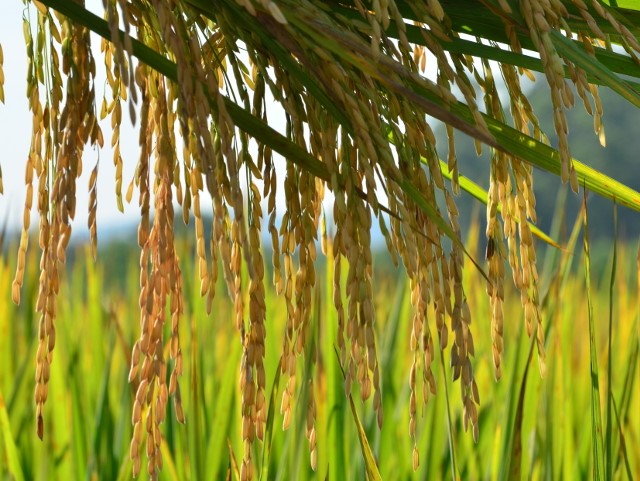 Cadeia produtiva do arroz em SC comemora um bom momento | Foto Divulgação