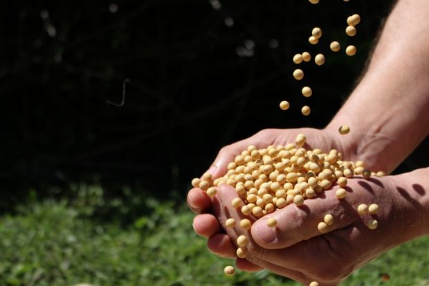 Governo catarinense vai incentivar o plantio de cereais de inverno | Foto Arnaldo Conceição/Divulgação