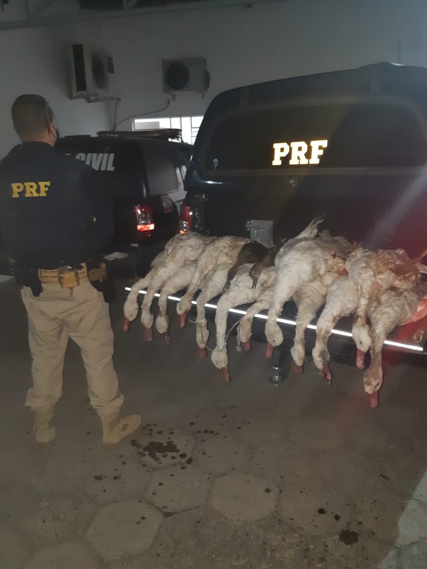 PRF apreende caçadores com aves abatidas e arma na BR-101, em Jaguaruna