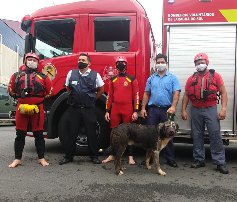 Bombeiros resgataram o cachorro na manhã deste domingo (16) | Foto: Fábio Junkes/OCP News