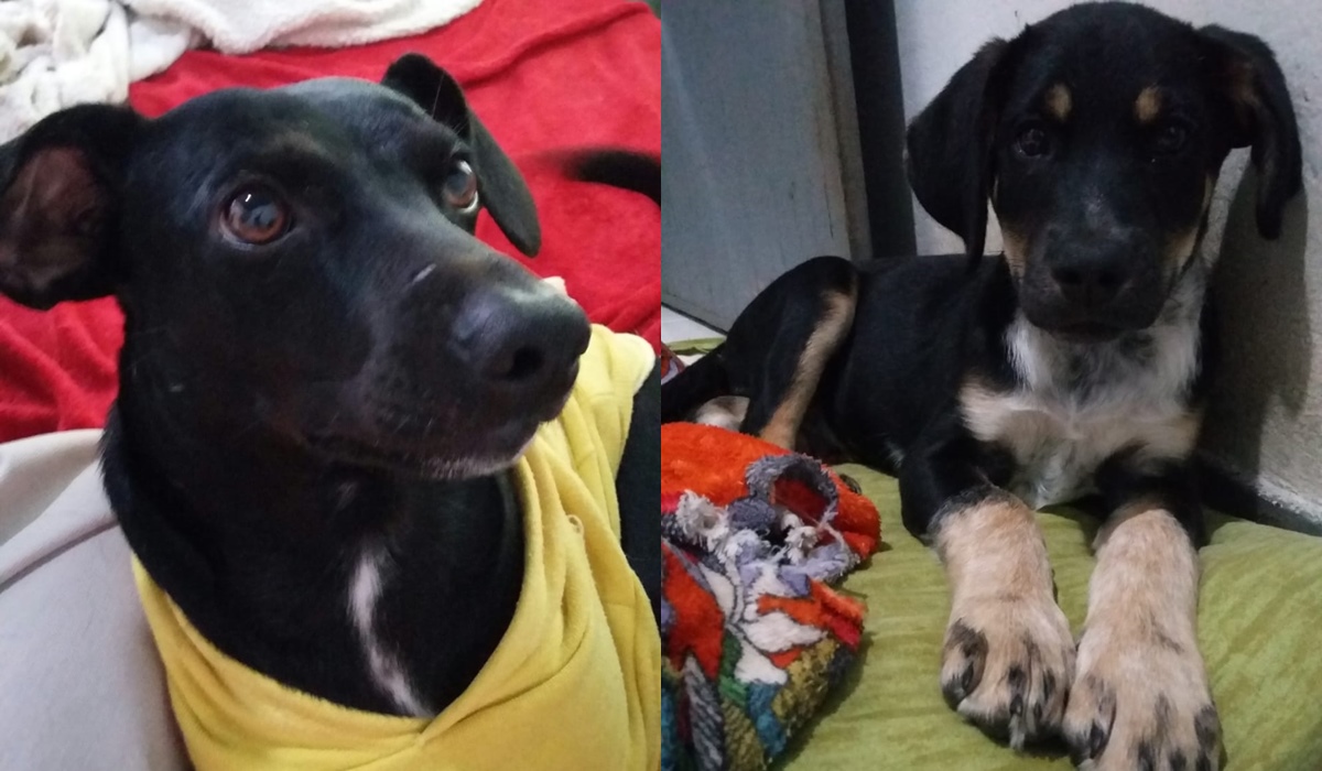 Cão preto de roupa amarela e cão preto de patas brancas