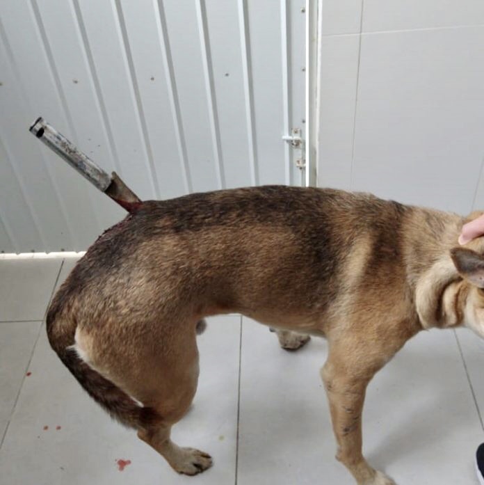Cão fica com faca cravada após ser golpeado, em ocorrência de maus-tratos, no Sul do Estado