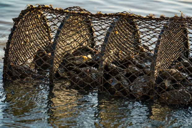 Seis localidades não podem retirar e comercializar ostras, mexilhões e seus produtos | Foto Ricardo Wolffenbüttel / Secom