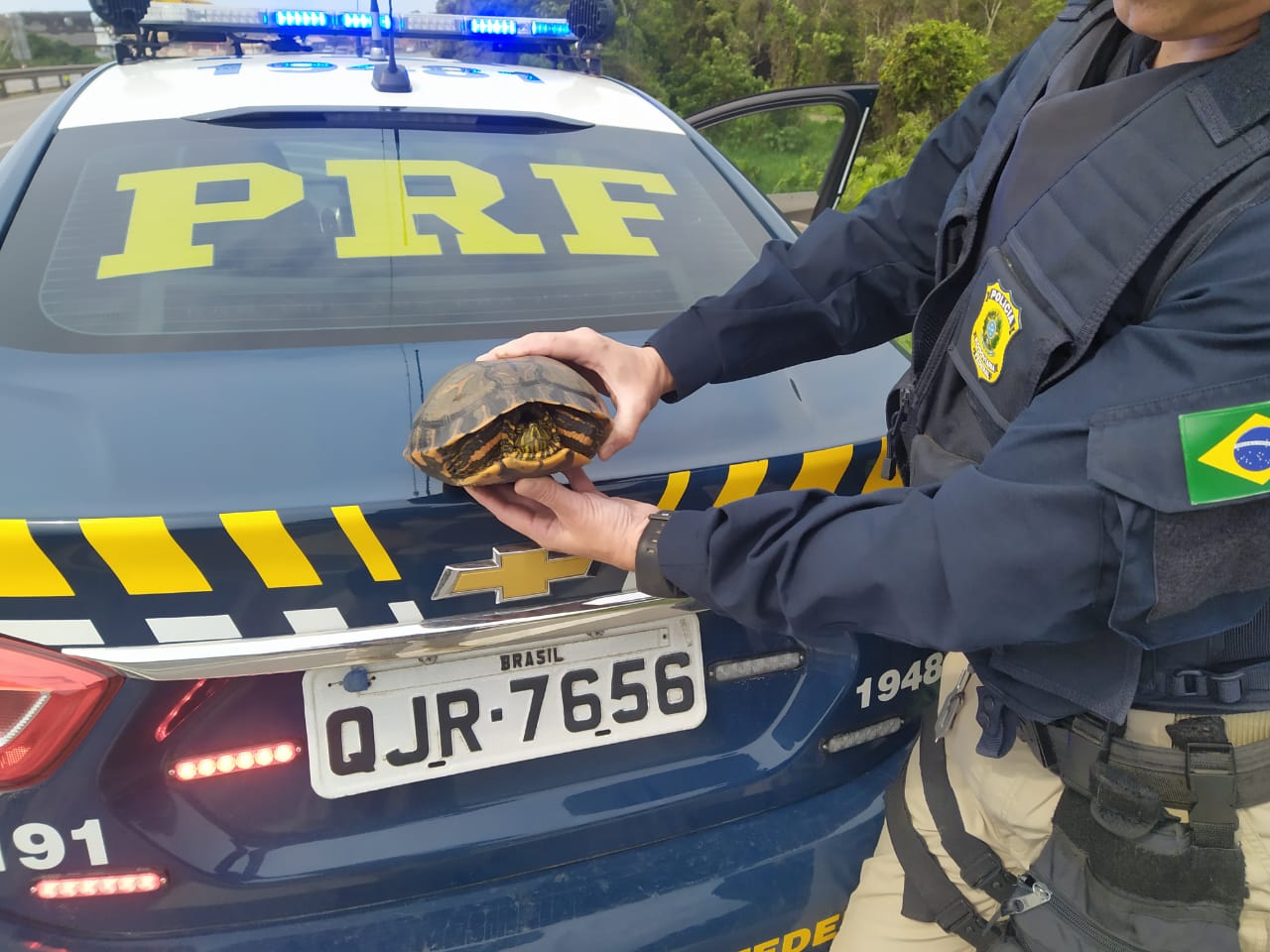 Policiais resgataram tartaruga da BR-101 | Foto PRF