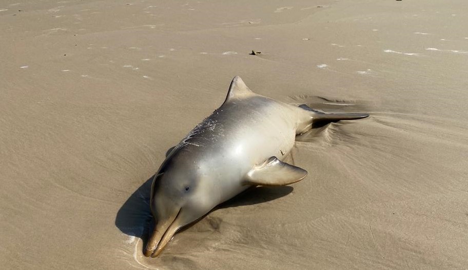Filhotes de golfinhos foram encontrados mortos, na Praia da Joaquina | Foto R3 Animal