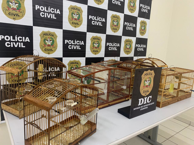 Aves foram apreendidas nesta sexta-feira (23) | Foto: Polícia Civil/Divulgação