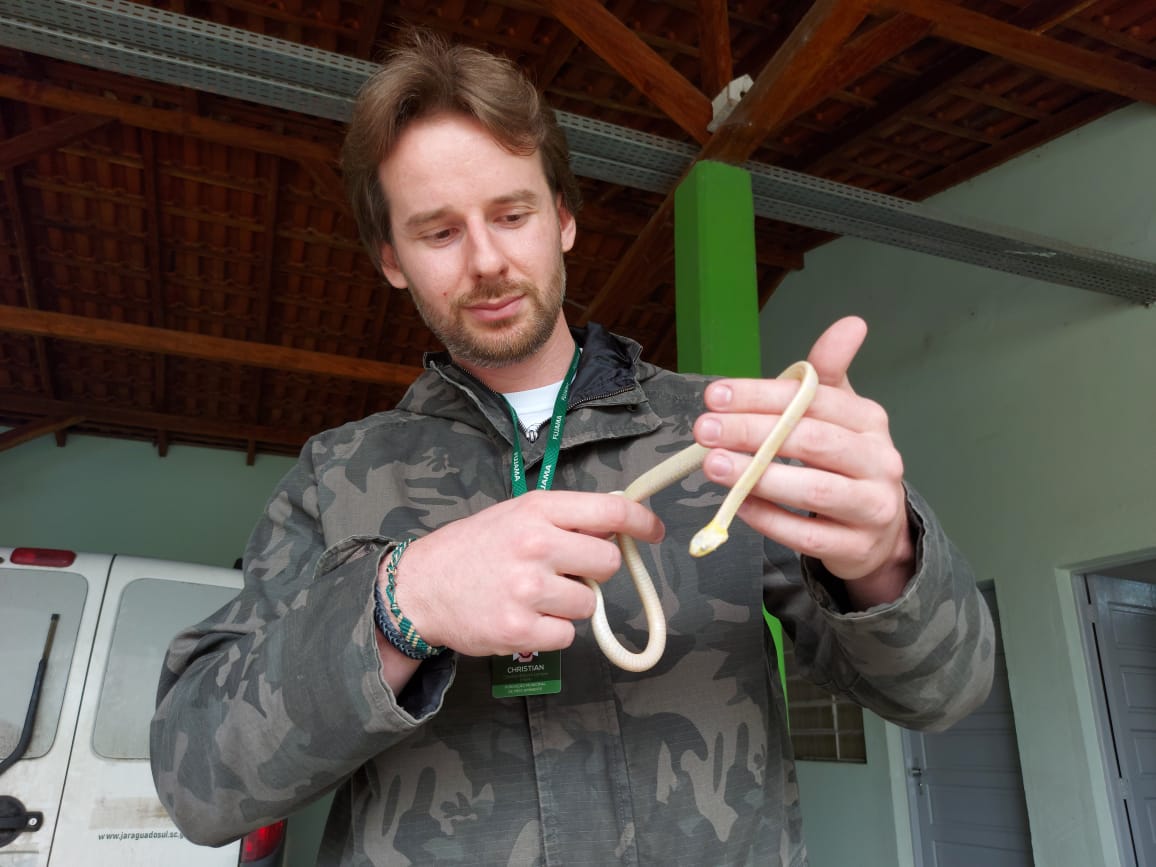 Biólogo mostra cobra com rara anomalia genética | Foto: Fábio Junkes/OCP News