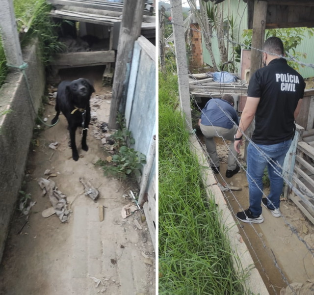 Polícia Civil resgata cão com sinais de maus-tratos em Turvo