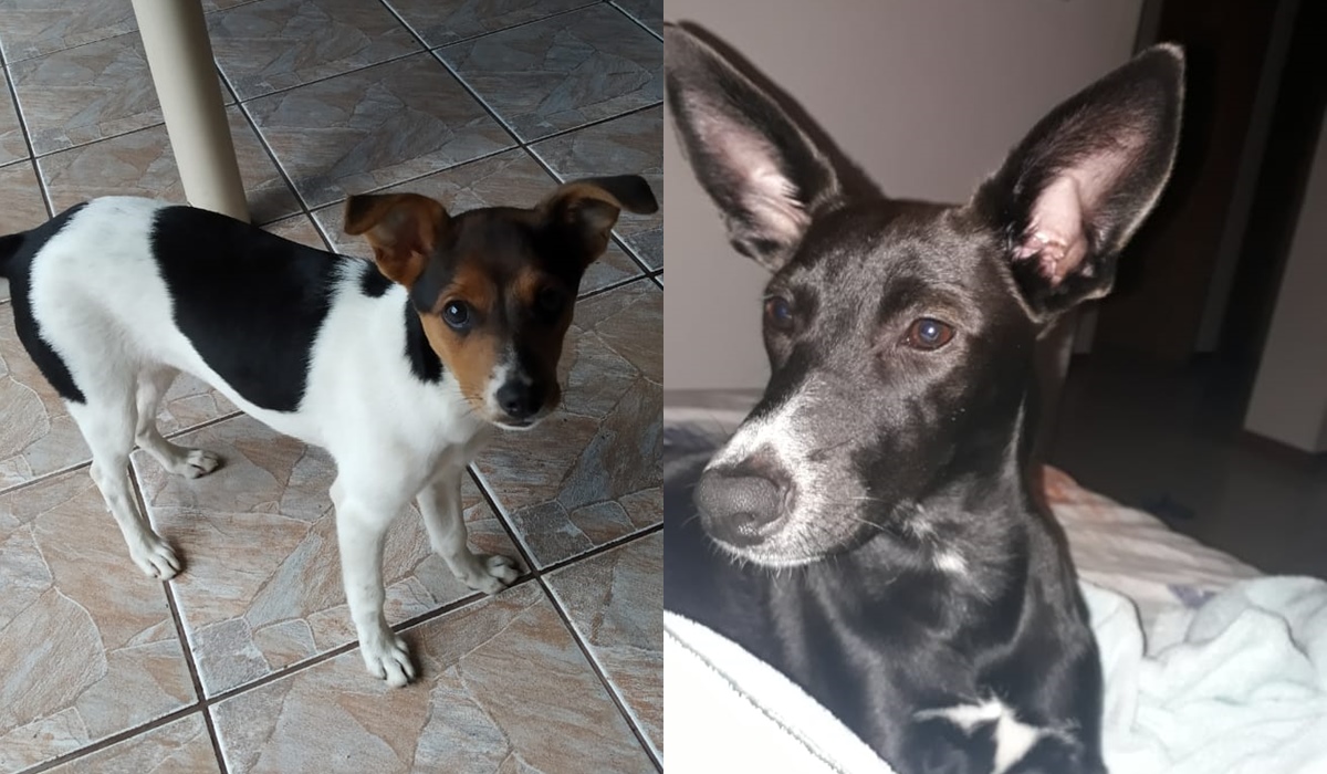 Cão branco e preto e cão preto de orelhas longas