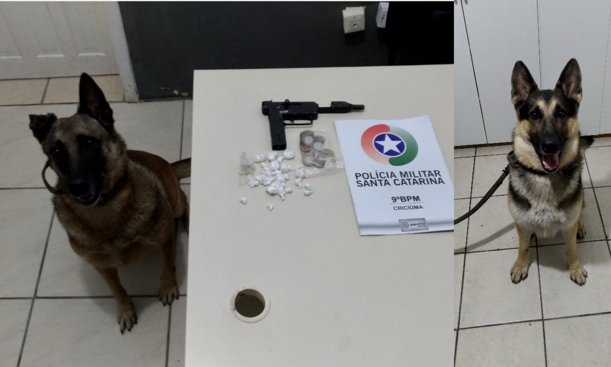 Canil da PM de Criciúma encontra crack e arma artesanal na região dos trilhos