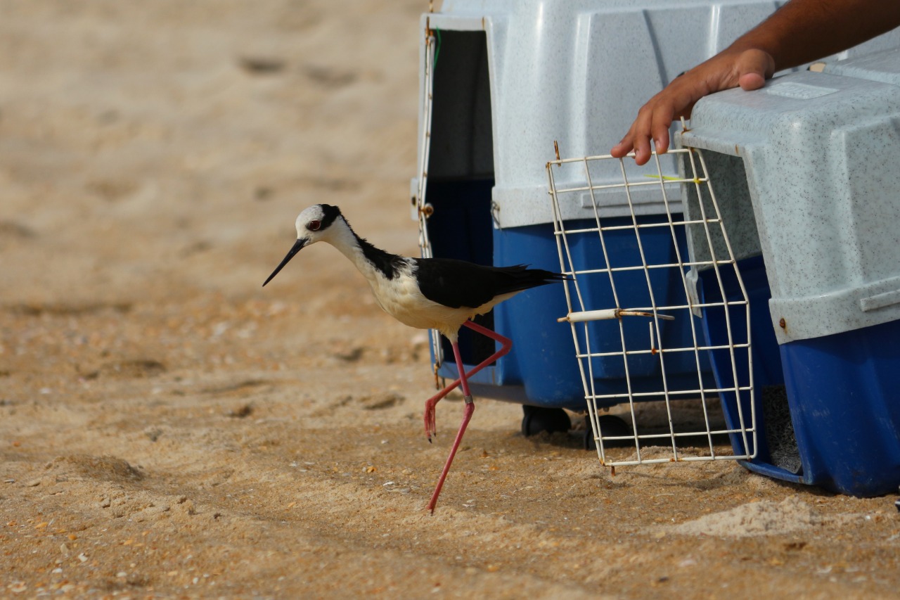 Pernilongo-de-costas-brancas foi solto na praia do Moçambique | Foto Nilson Coelho/R3 Animal