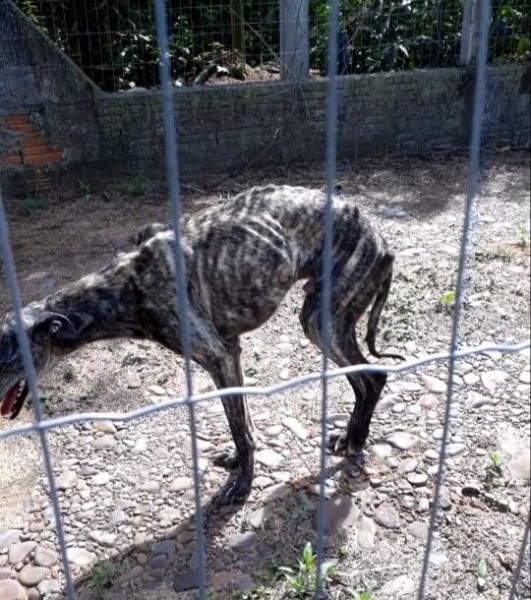 Ocorrência de maus-tratos contra animais é registrada em Araranguá
