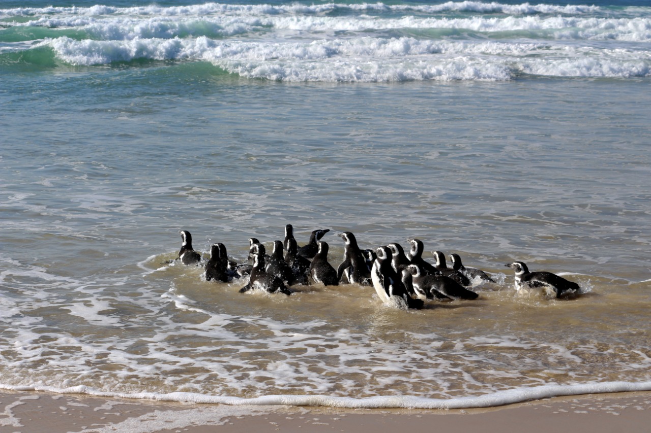Equipe da R3 Animal liberou 21 pinguins na praia do Moçambique | Foto  Divulgação R3 Animal