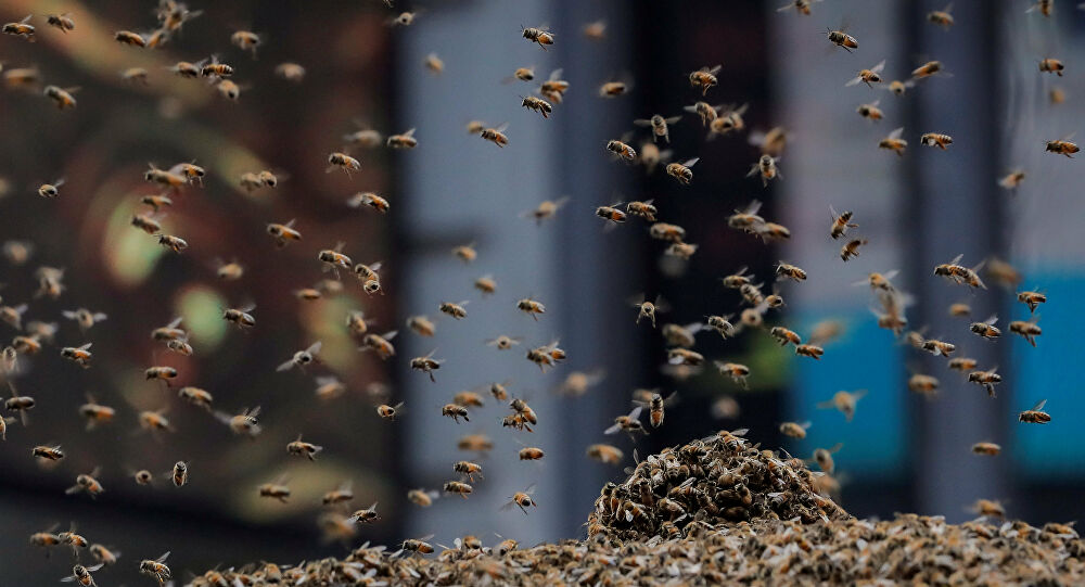 Família é atacada por abelhas durante piquenique em Araranguá; uma pessoa não resistiu