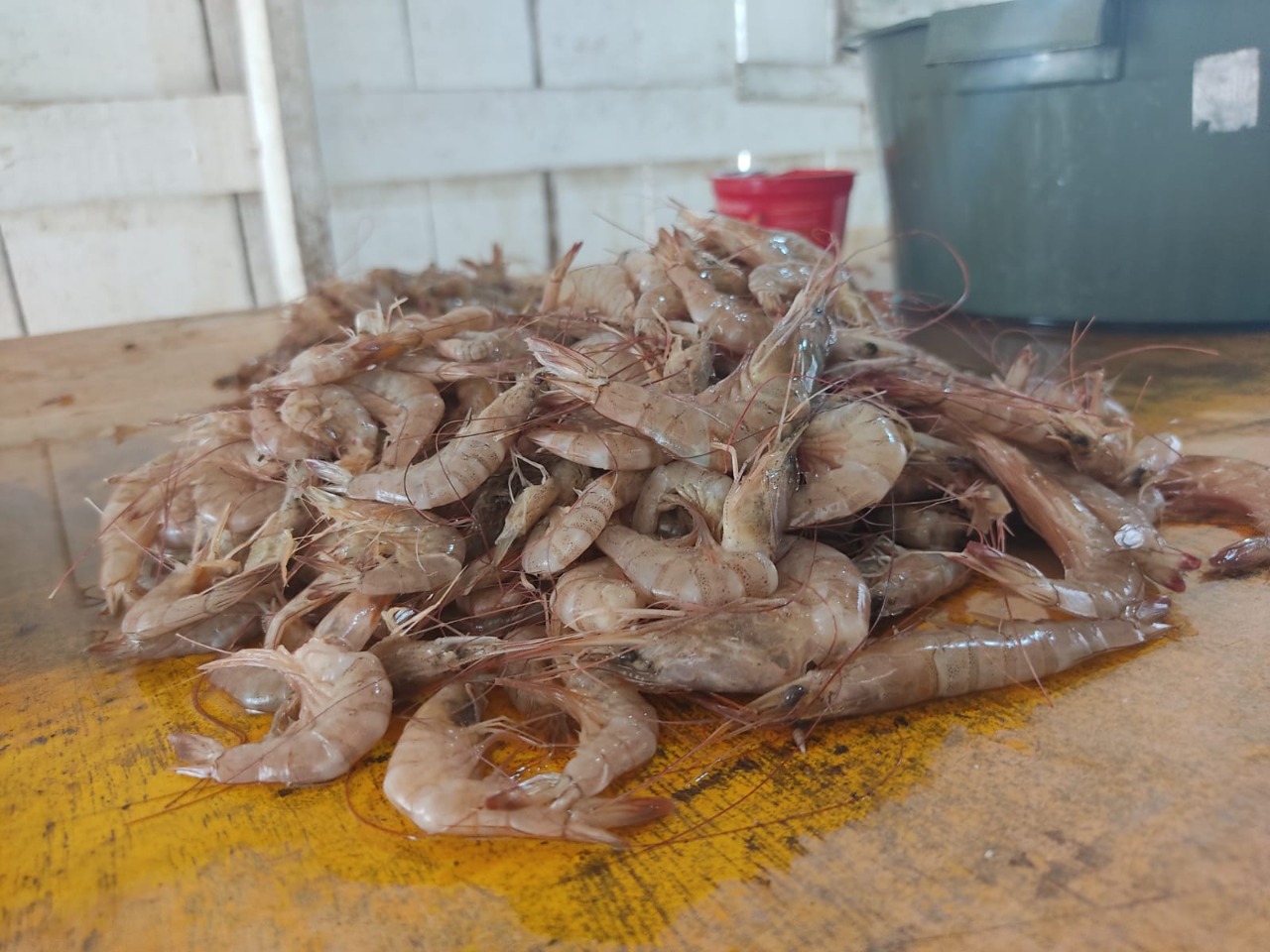 Ao todo, 150 quilos de camarão foram apreendidos | Foto: PMA/Divulgação